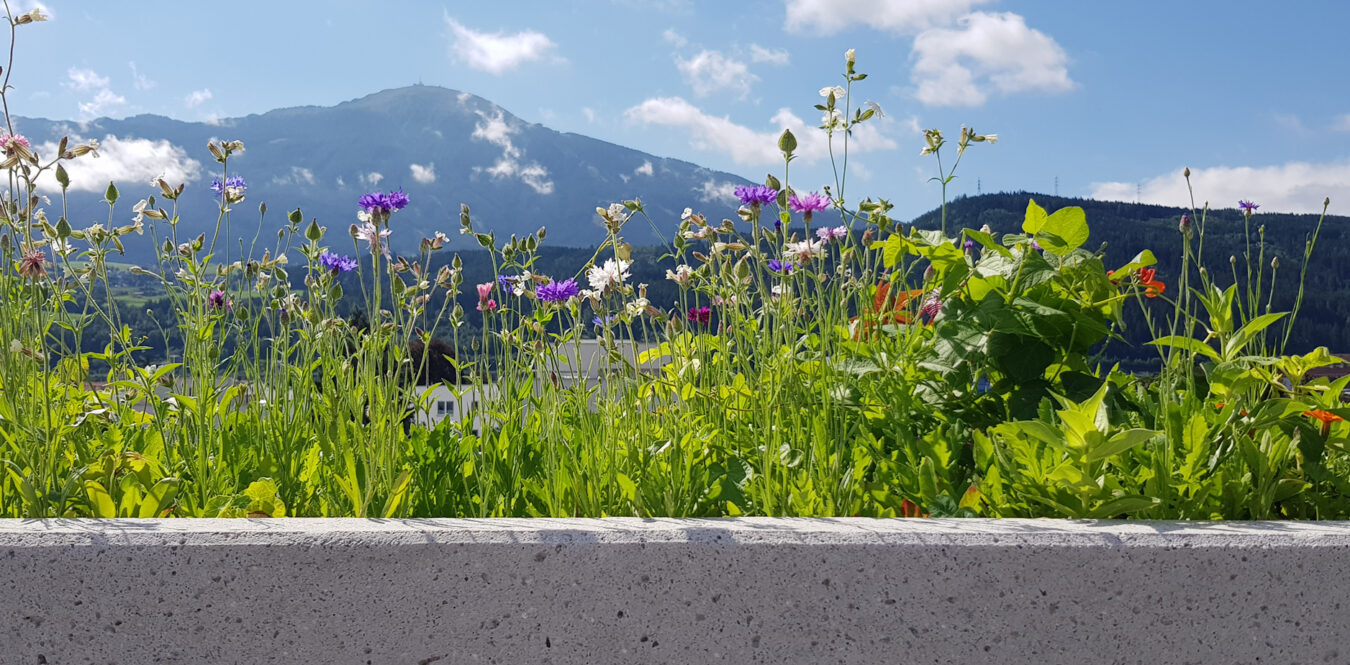 Blumenwiese am Dach