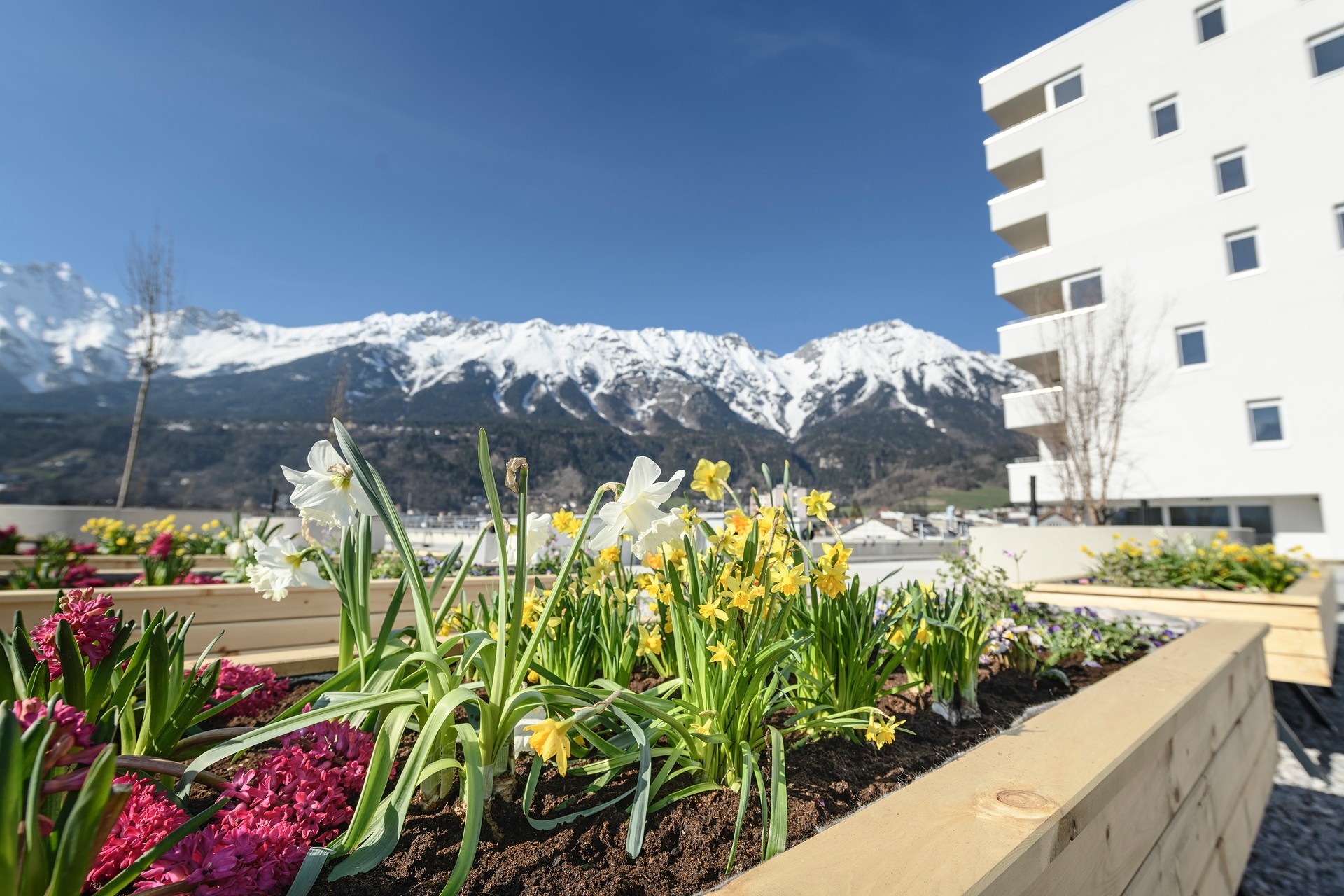 Innsbruck Blumen auf Dachterrasse - Pradl Ost IN174